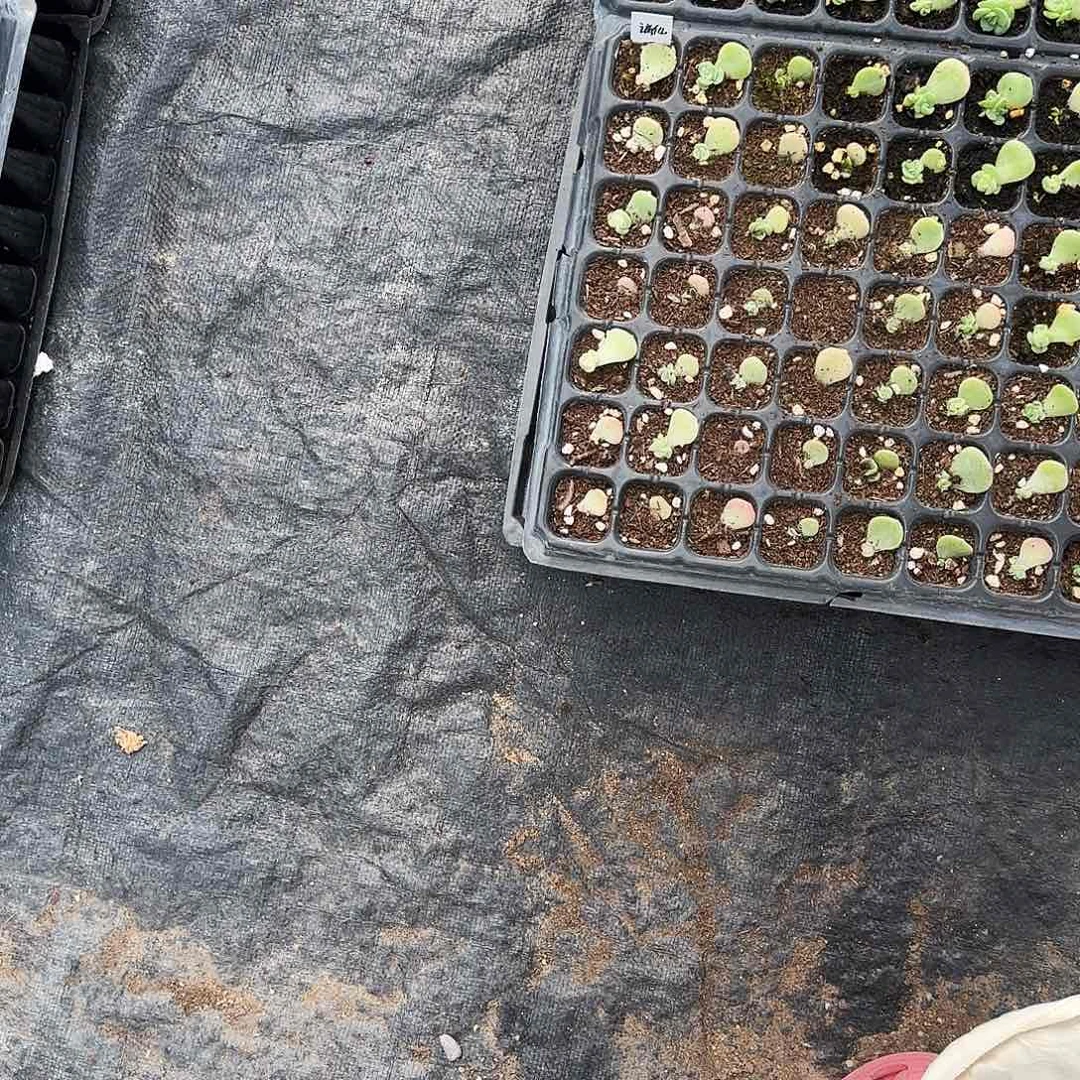 谪仙芝麻一个满25包邮