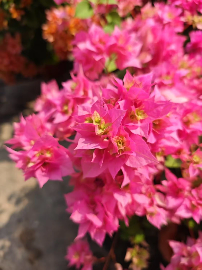 【重瓣粉】三角梅盆栽爬藤植物四季花基地美丽土壤绿植原盆土带花发