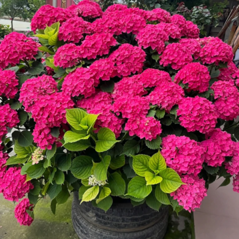 【翔艺】只包开箱无尽夏绣球花带花苞发货 （发货苗情直播间为准）