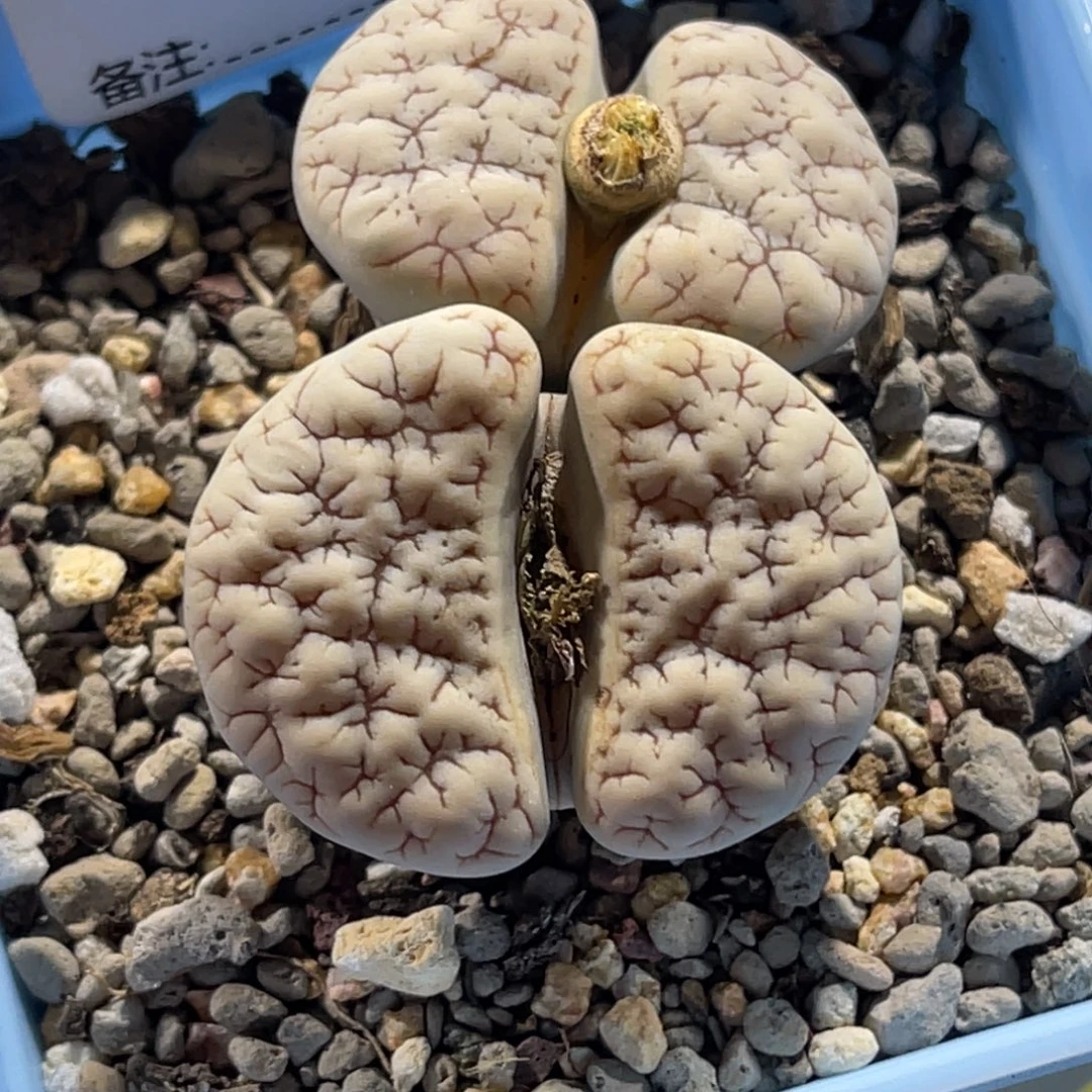 9887双头蜜纹189母本