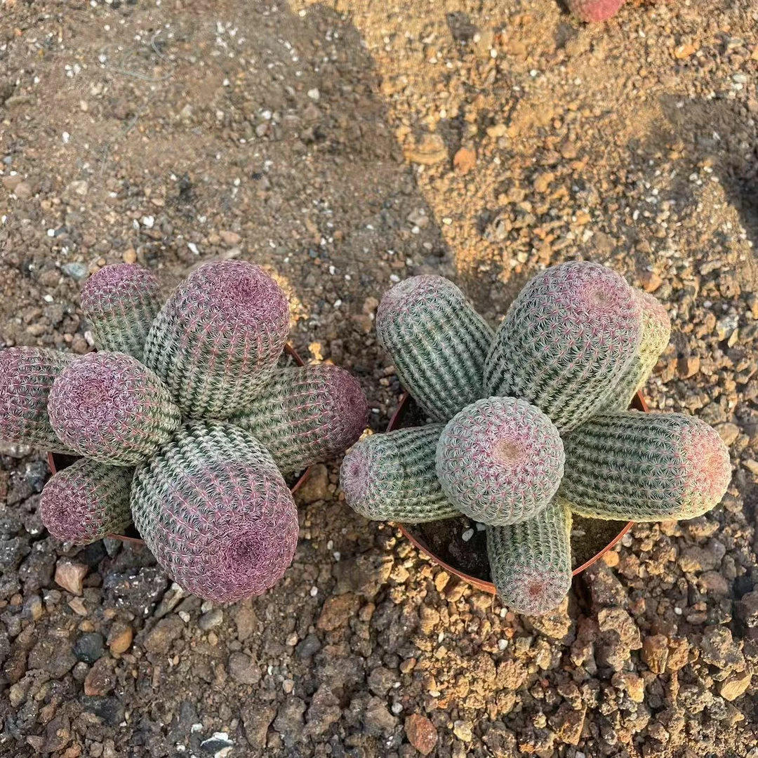 七头红太阳 仙人球绿植盆栽