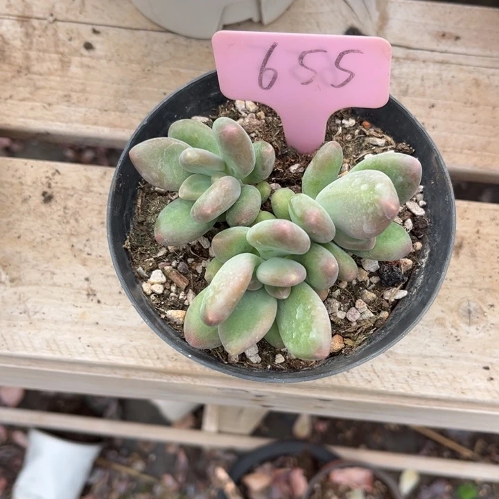 芒果奶多肉植物655