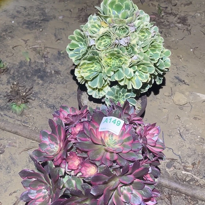 多肉植物断枝不包149迈巴赫黑魔锦