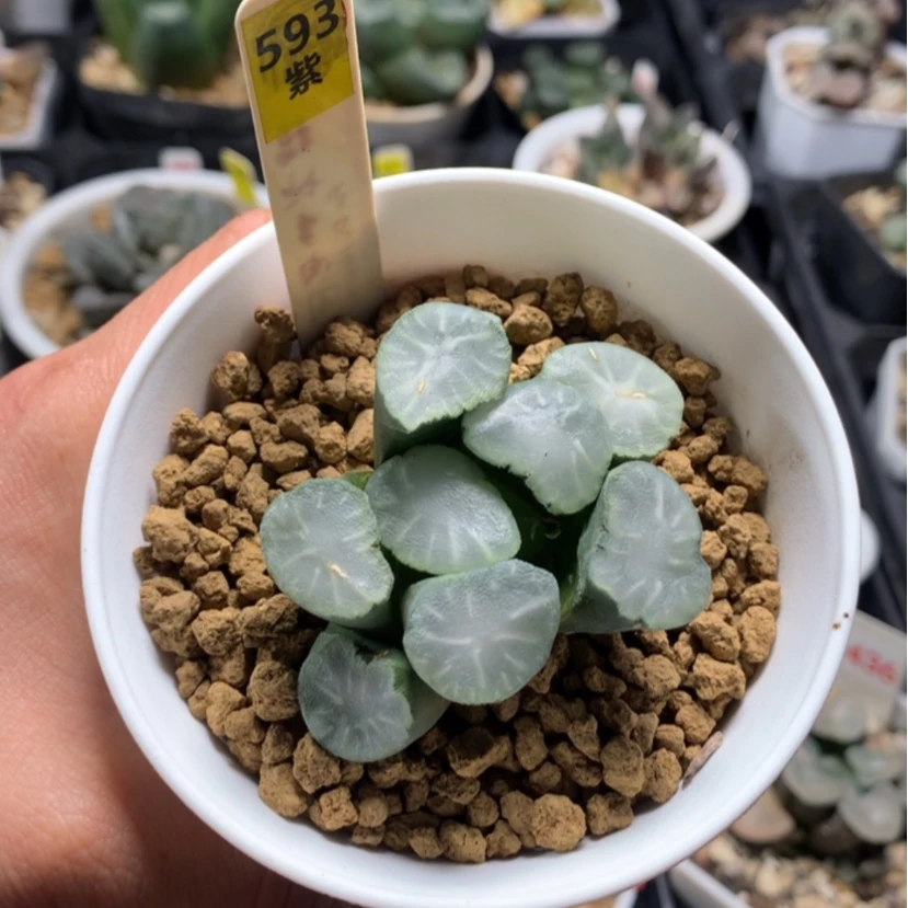 【闪购商品】W****n593盐湖城