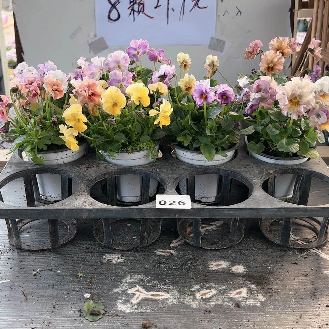 【闪购商品】026号