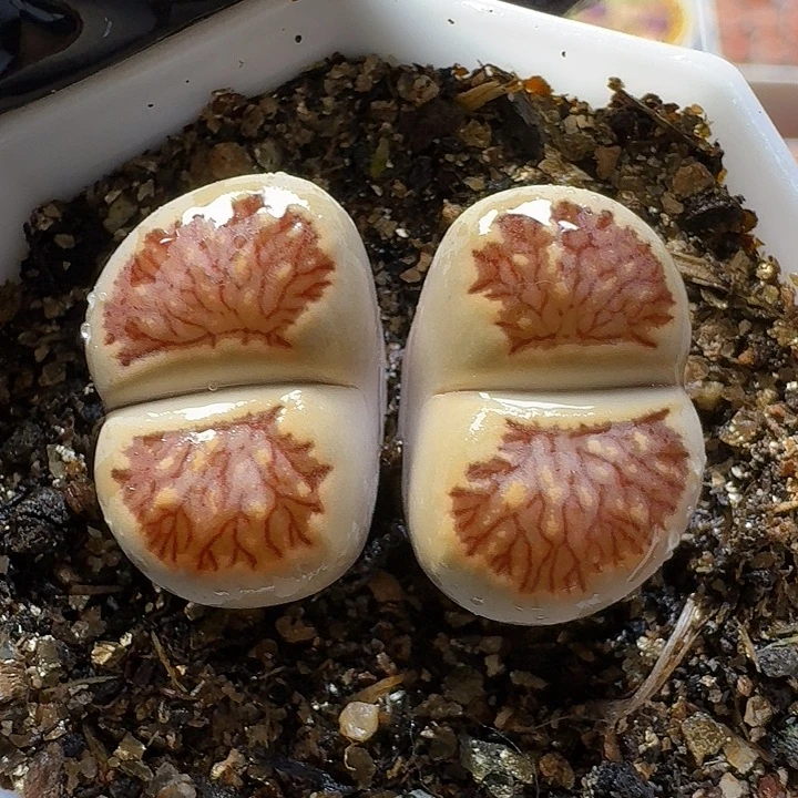 生石花1111111     118