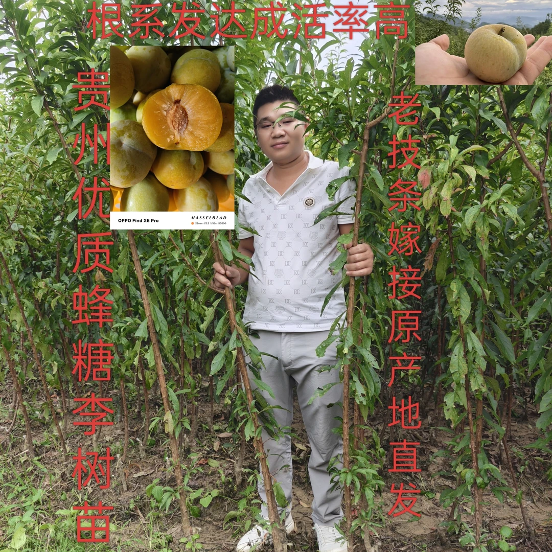 品牌热售50万件贵州六马正宗蜂糖李子树苗原产地直发