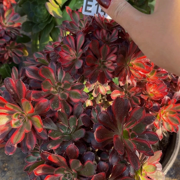 144多肉植物一物一拍