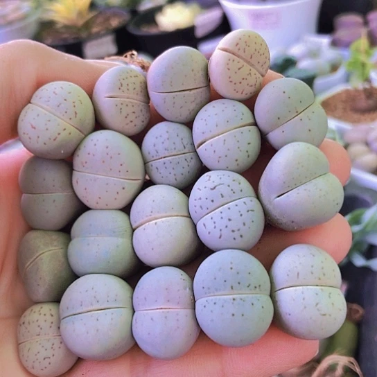 无花朵0846，1.5厘米左右如图