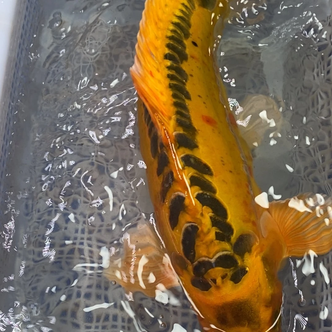 锦鲤冷水锦鲤包邮