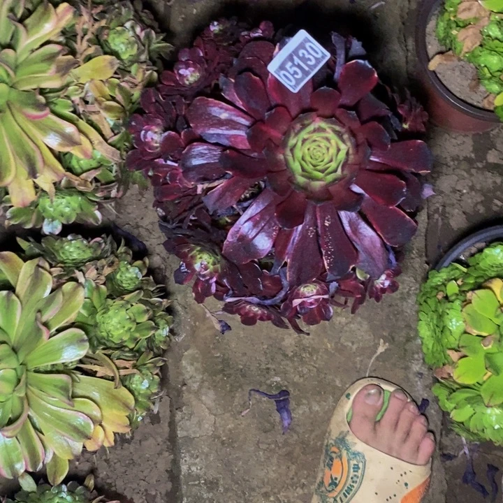 05130号美姬法师