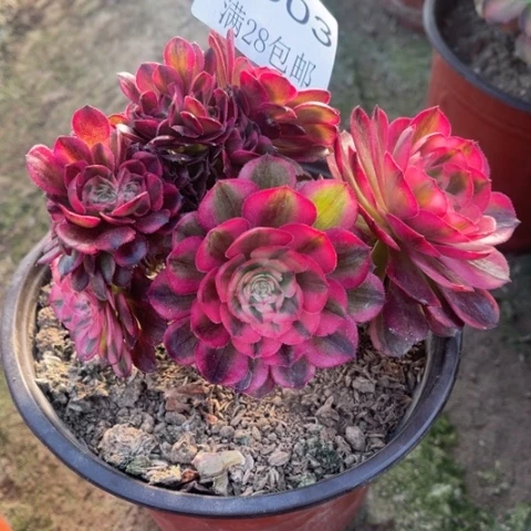 倾城多肉多肉5003