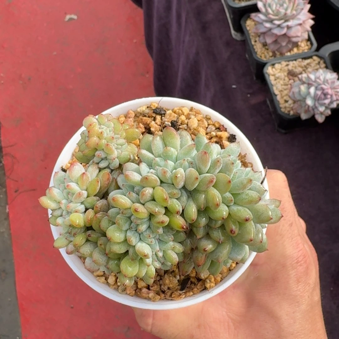 10厘米的尺寸一物一拍的