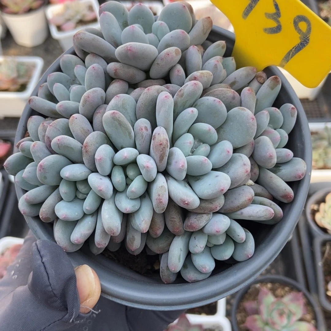 939香香雪多肉zhiwu