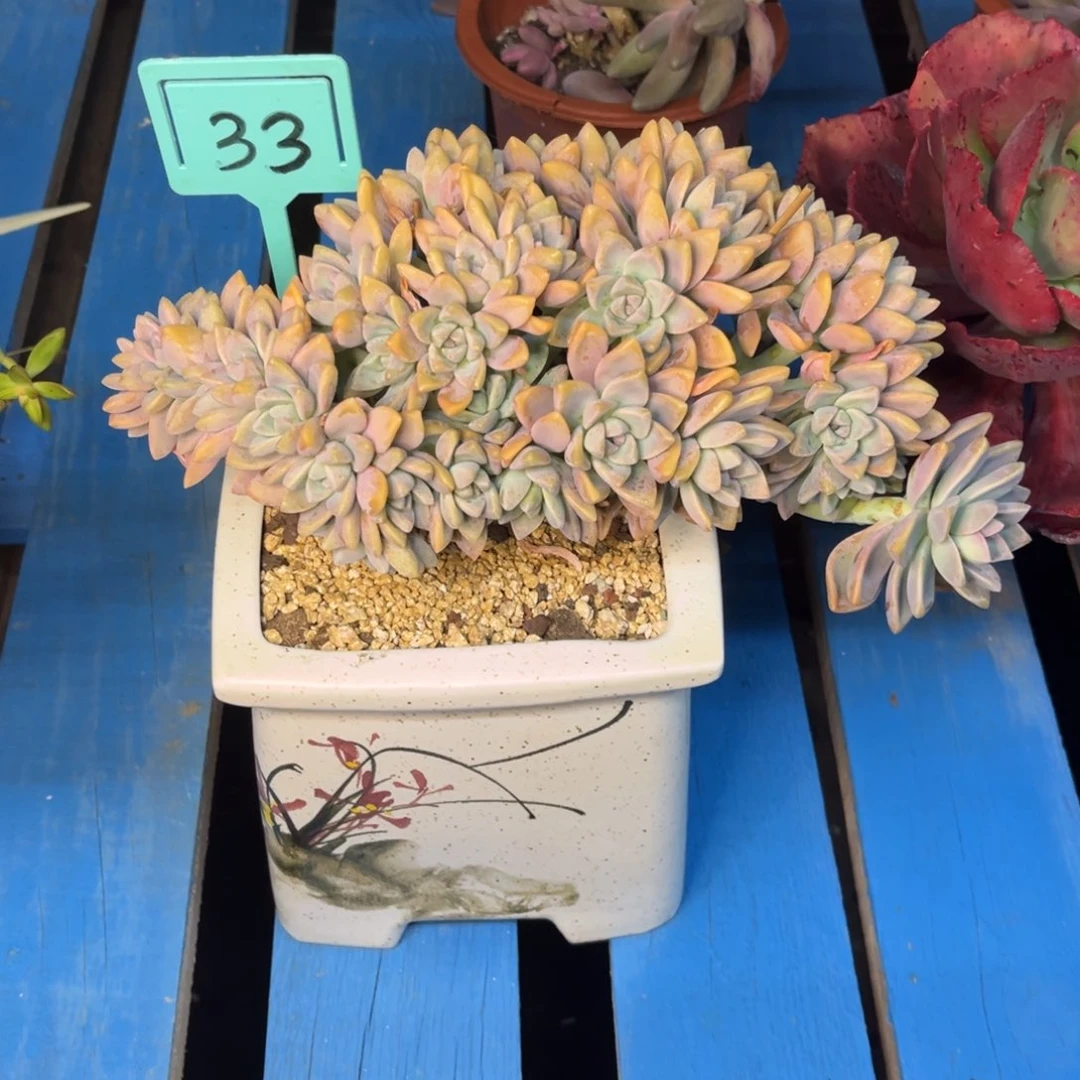 小雨多肉淡雪缀化