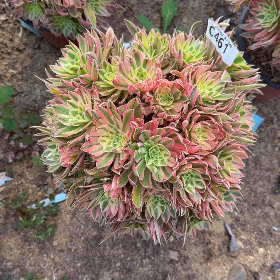 461夕颜多肉植物