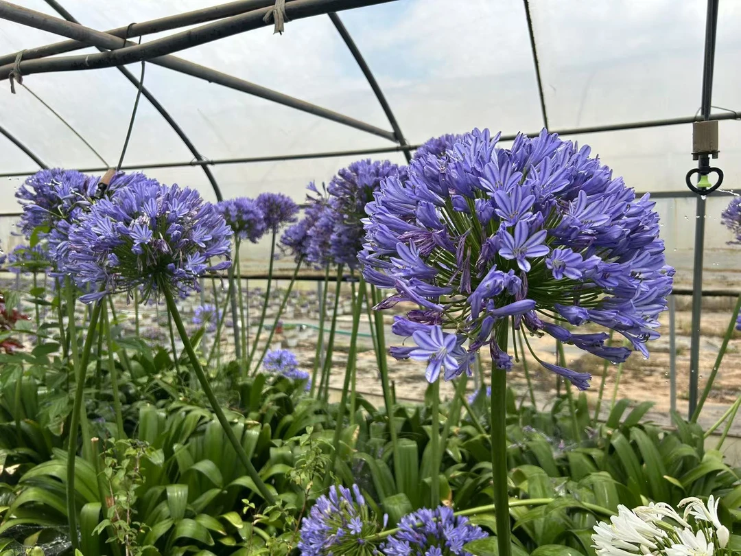 百子莲盆栽地栽水培花卉绿植户外绿植盆栽室内室外阳台客厅庭院