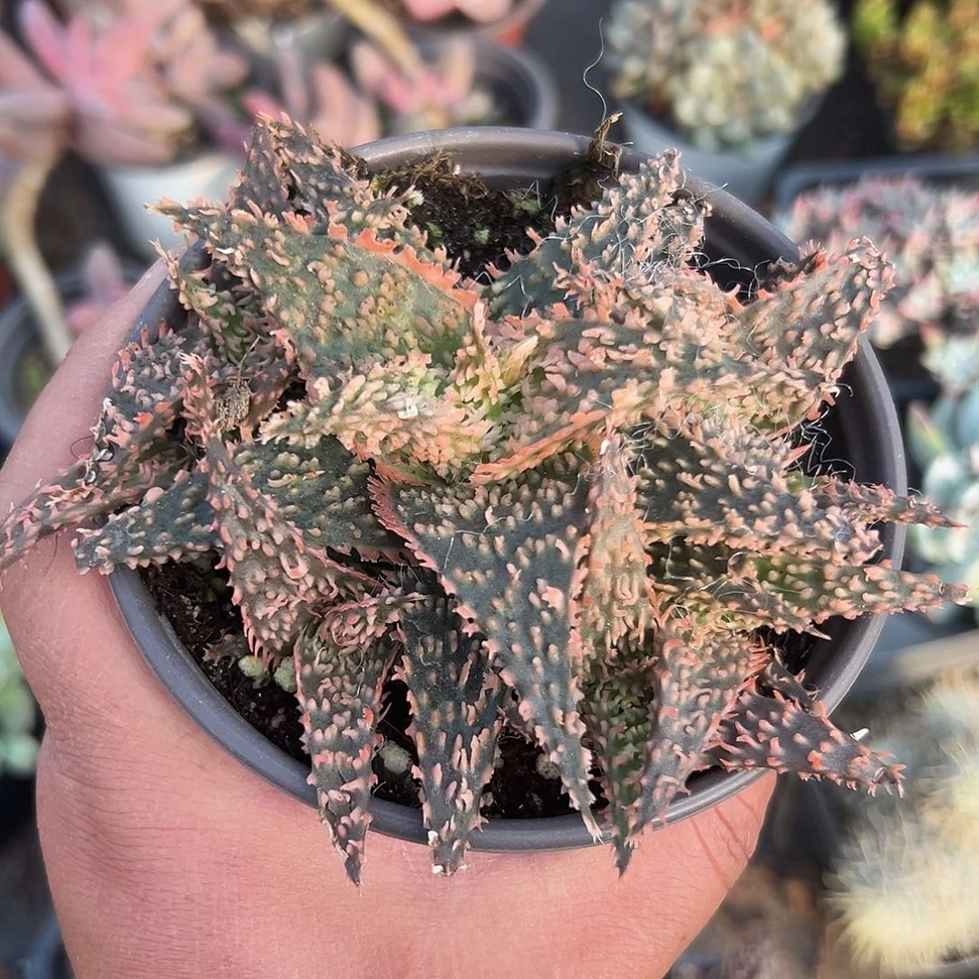 多肉植物多肉植物