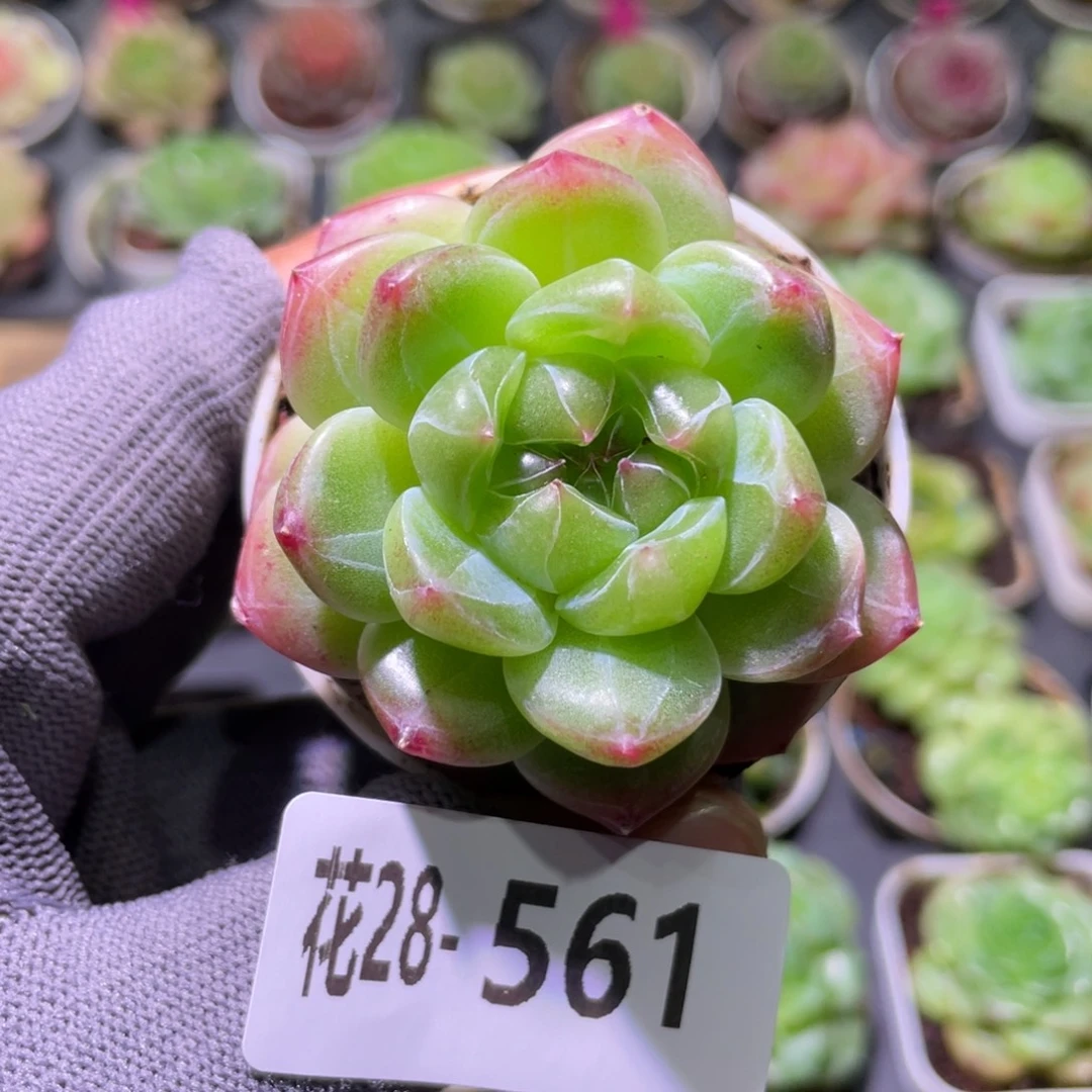 花利美28-561珍妮