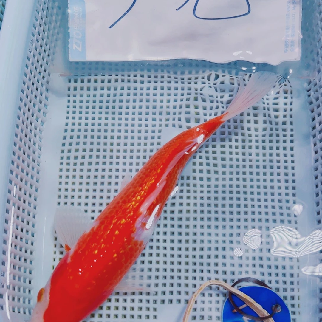 海水鱼锦鲤观赏鱼144