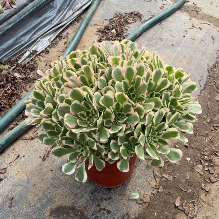 52白凤多肉多肉多肉