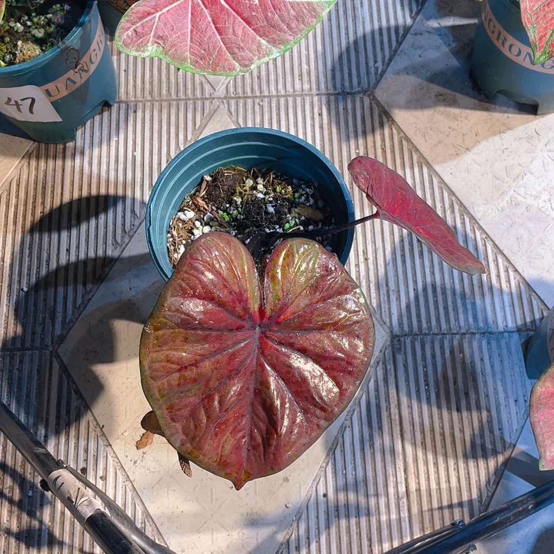 完全开放2109泰彩一物一拍