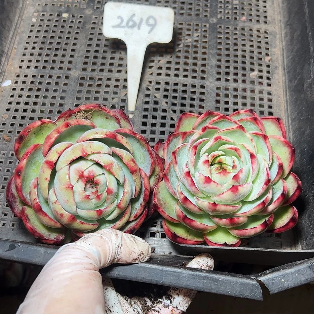 温***窝惊鸿仙子两颗2619号