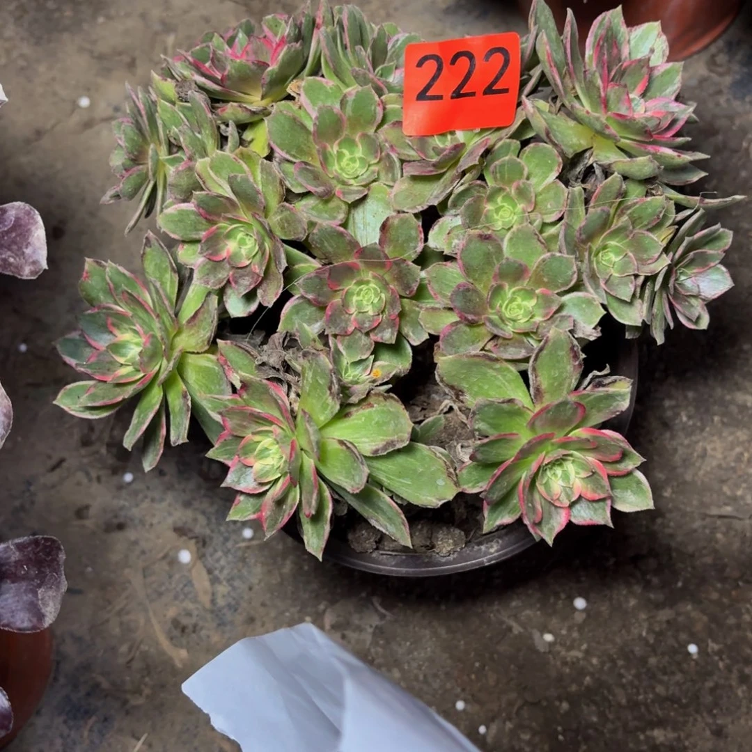 222多肉植物捧花的