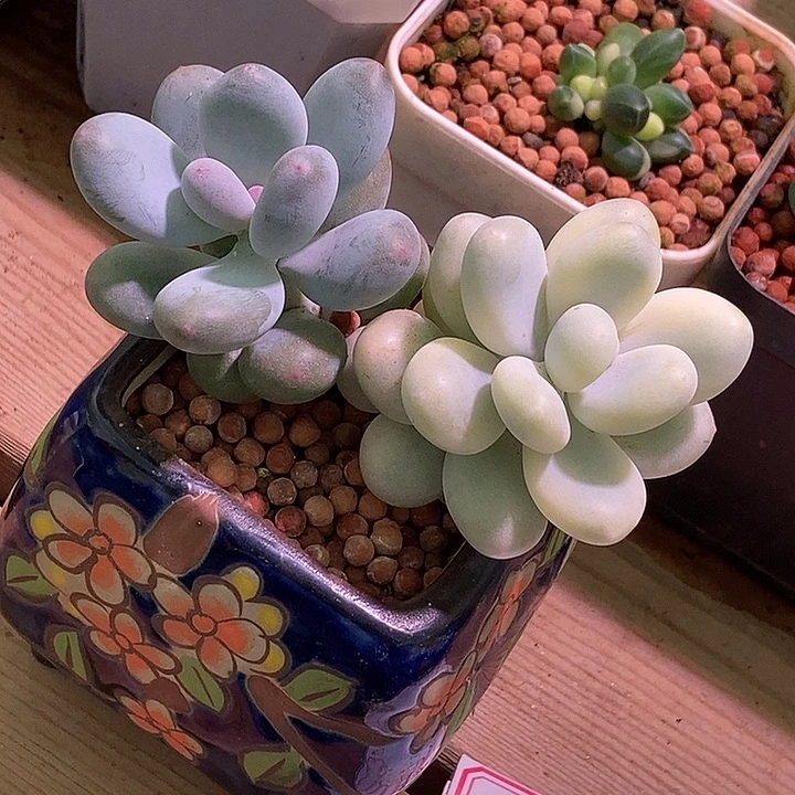 文乐奶酪锦多肉植物