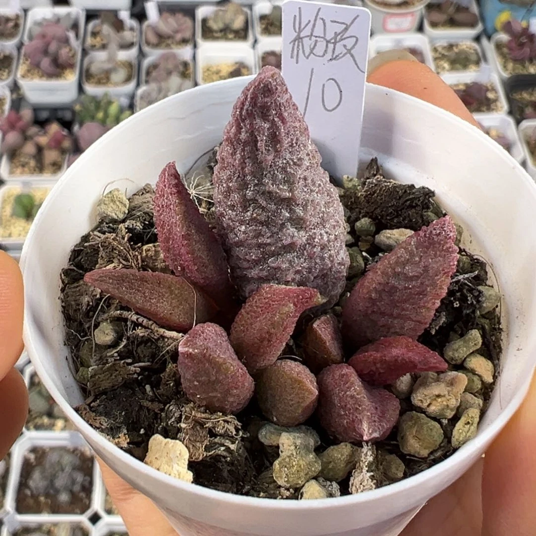 粉玫瑰多肉植物水泡