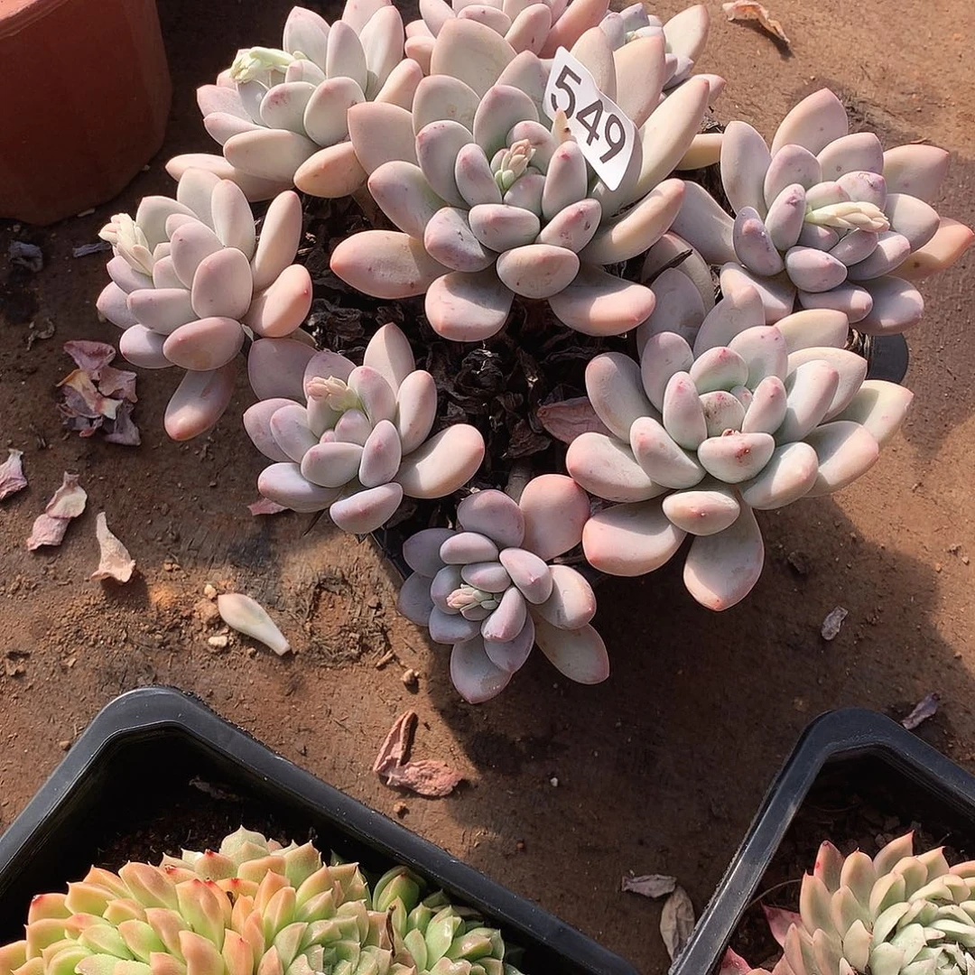 549 一物一拍多肉