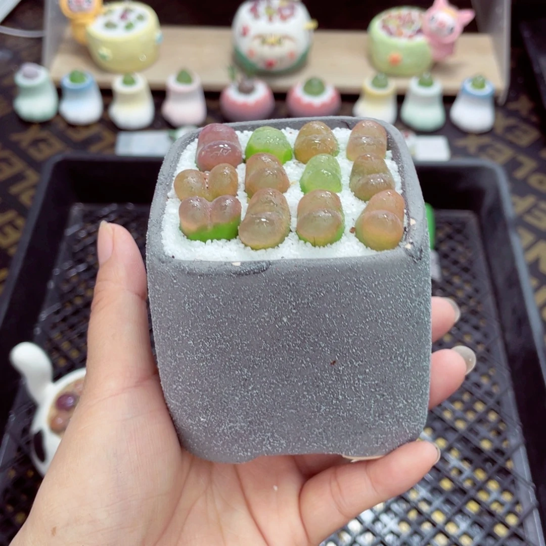 w5971盆微瑕 带盆土发货一物一拍