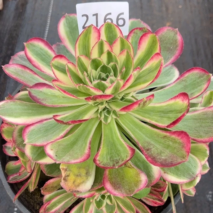 新品孔雀翎多肉发货