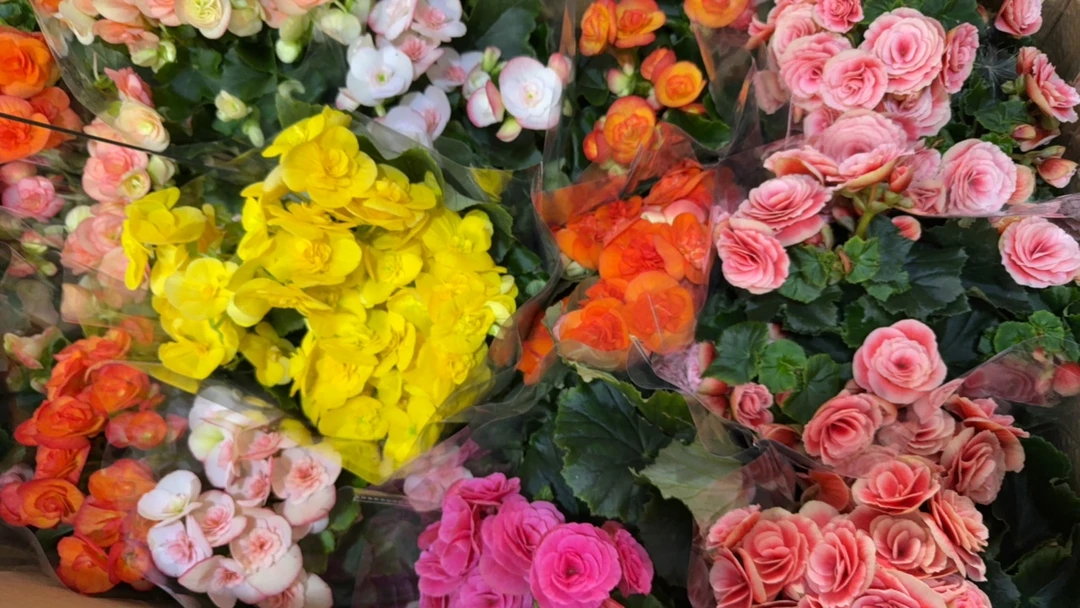 190盆大盆丽格海棠母本苗