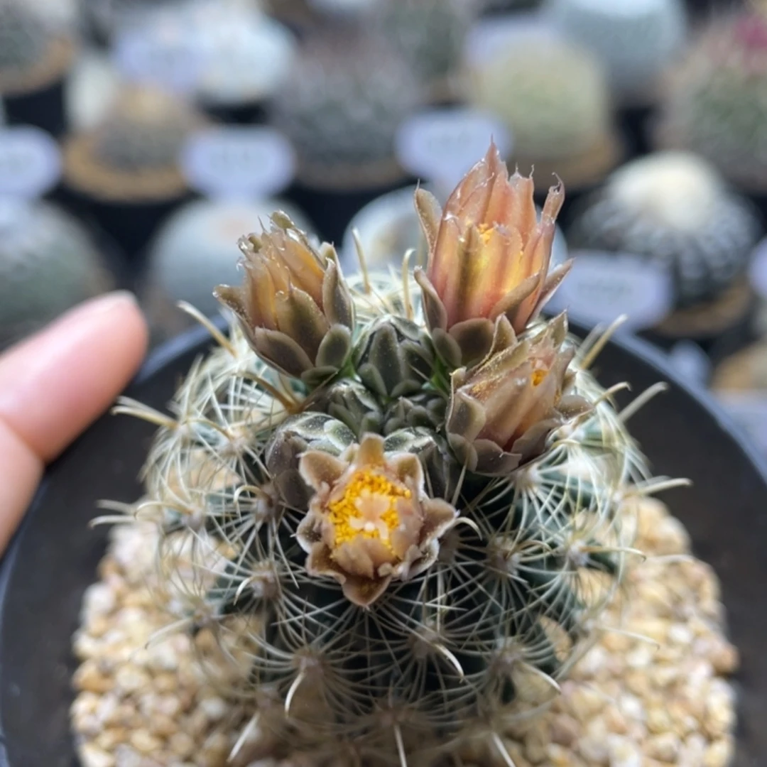 金罗莎        实生根