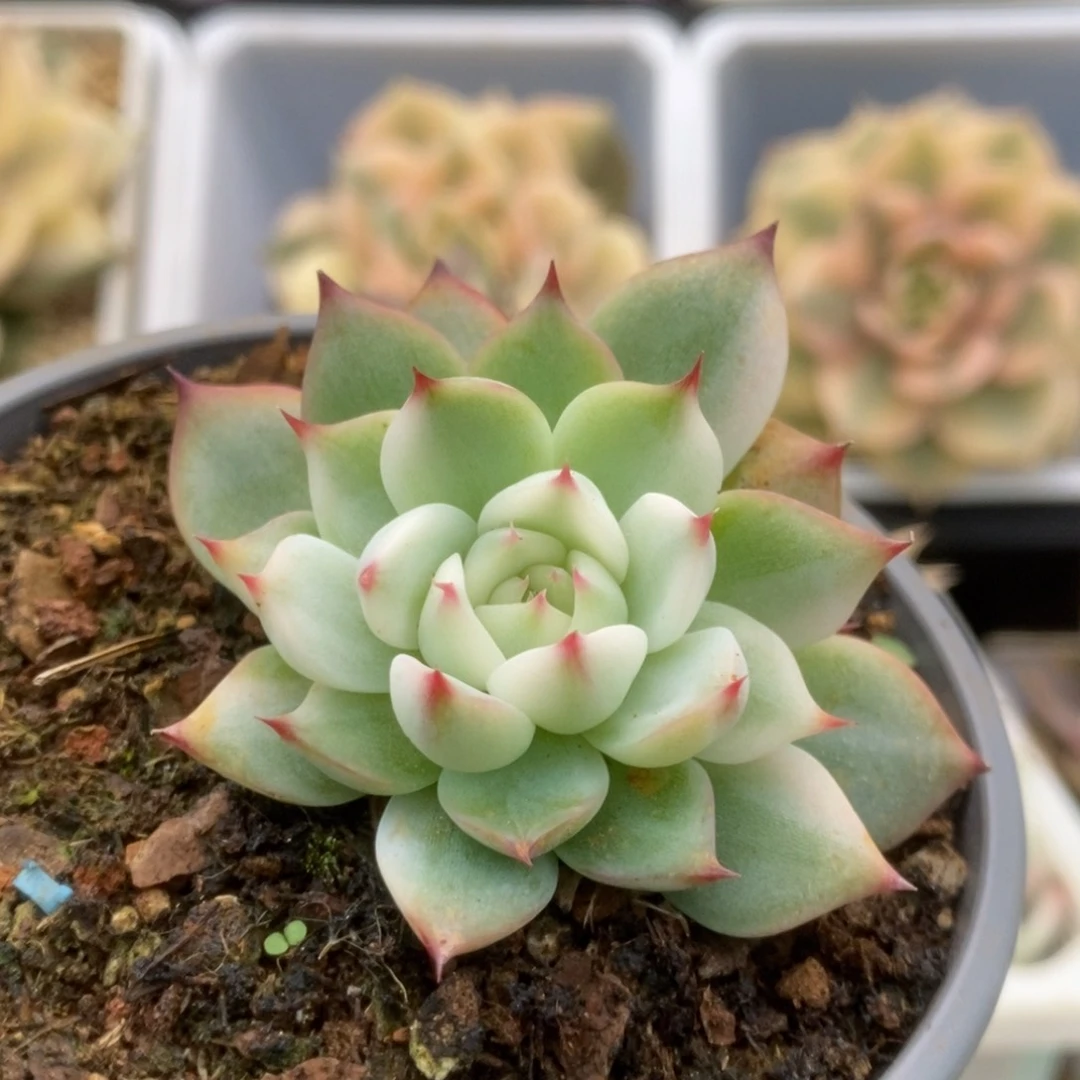 108锦锦锦锦锦锦锦锦
