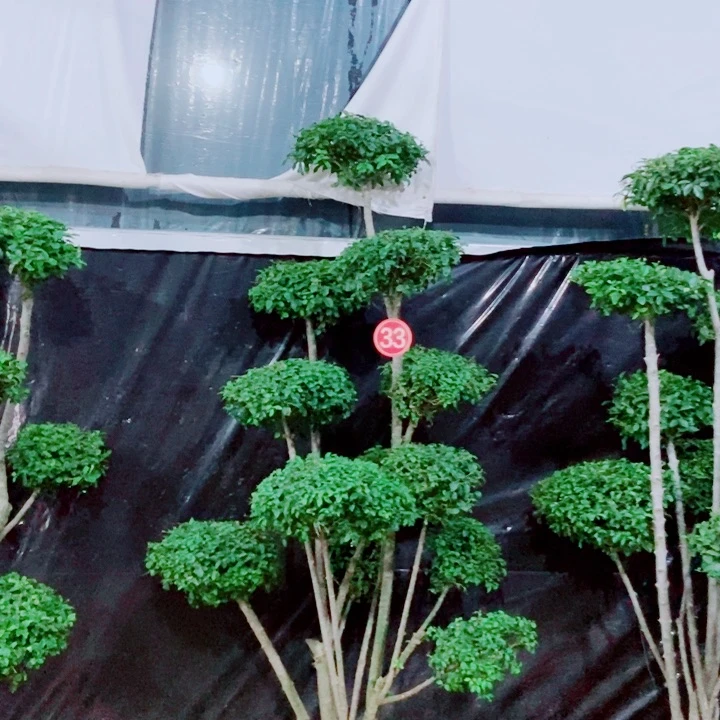 无花朵一物一拍一个一个