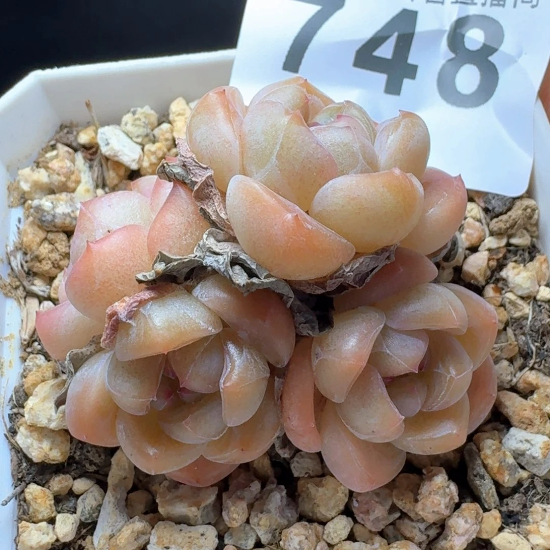 太妃糖         多肉植物