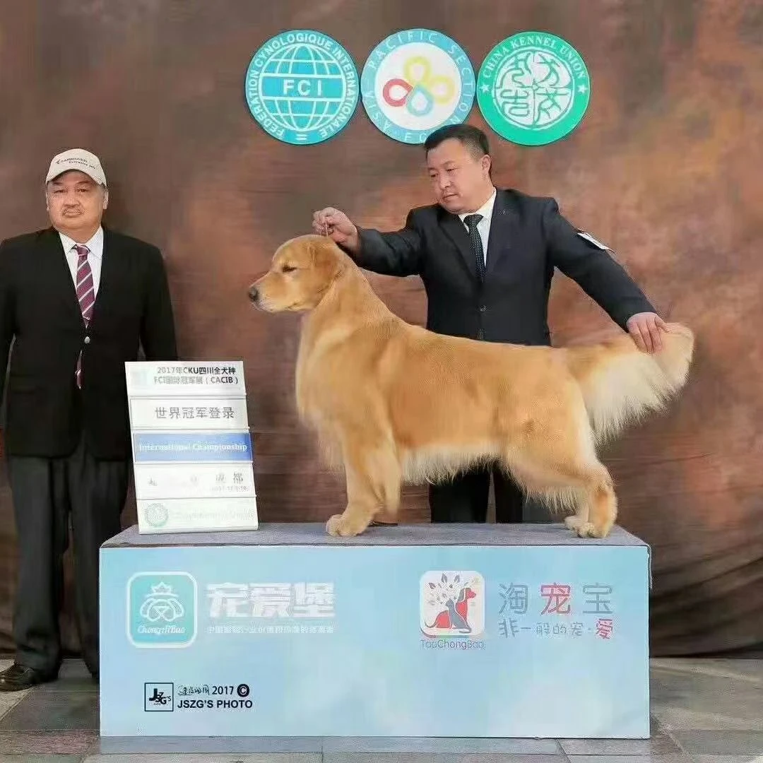 双血统赛级金毛幼犬
