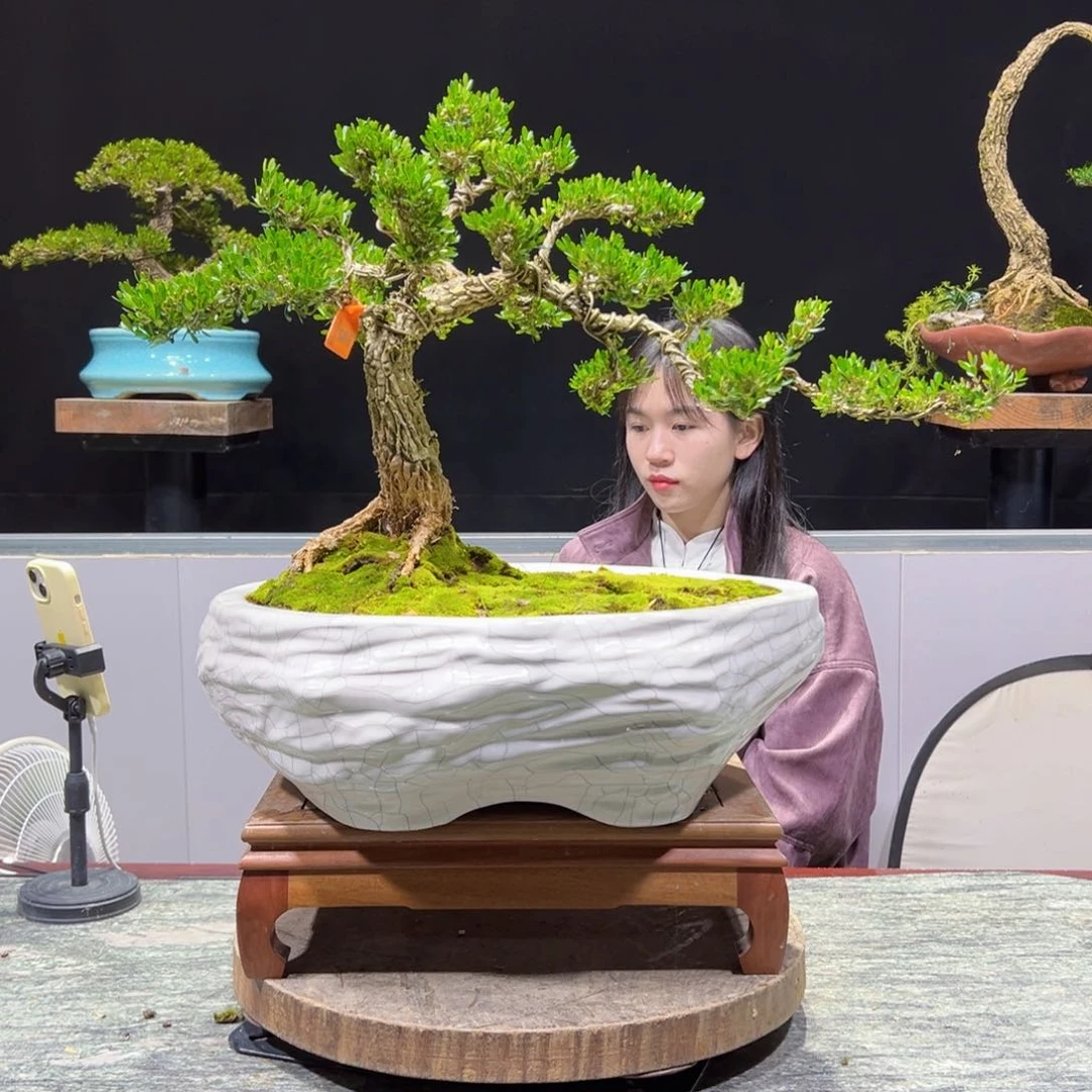 四季常青老桩黄杨盆景