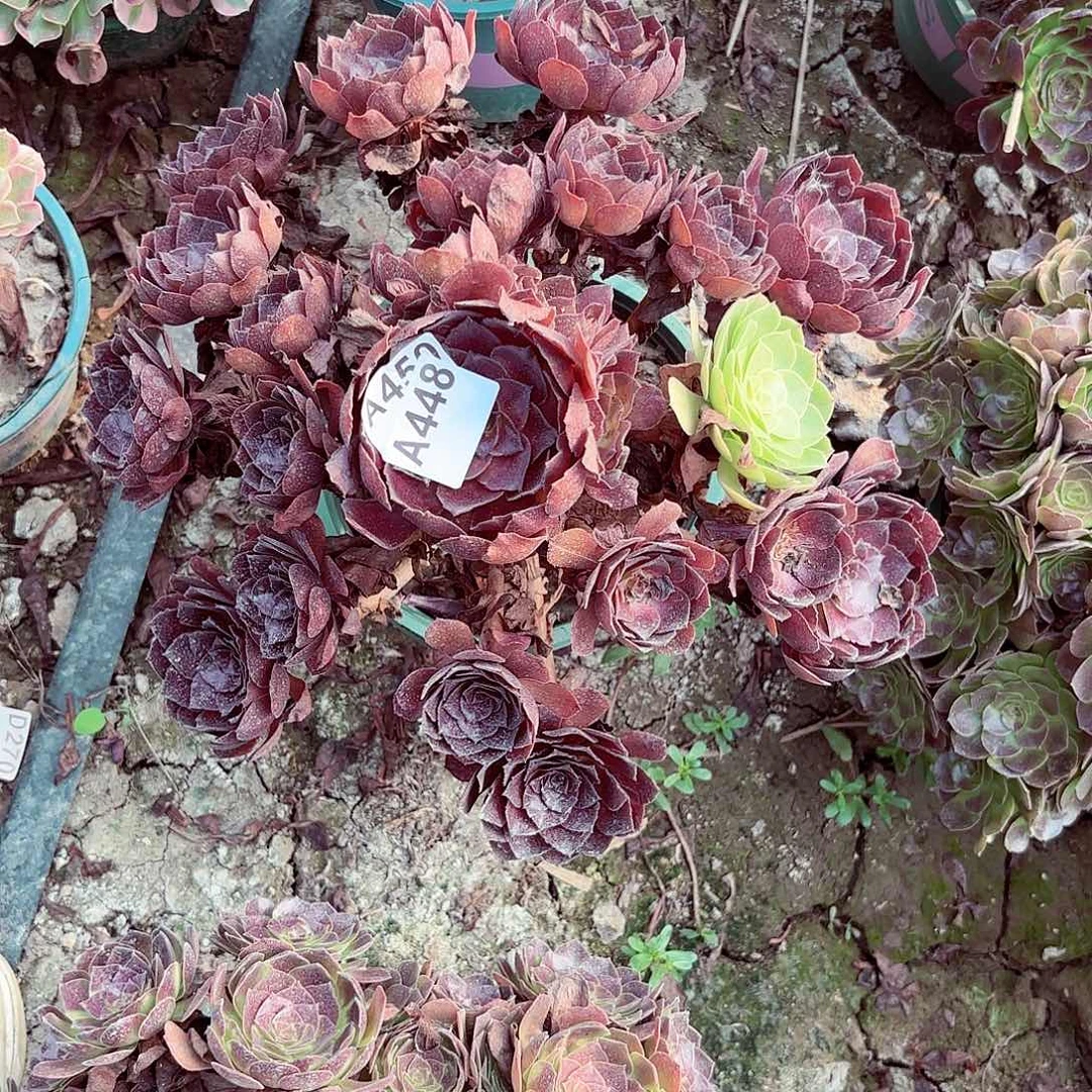 花花公子8-28偏远不包邮