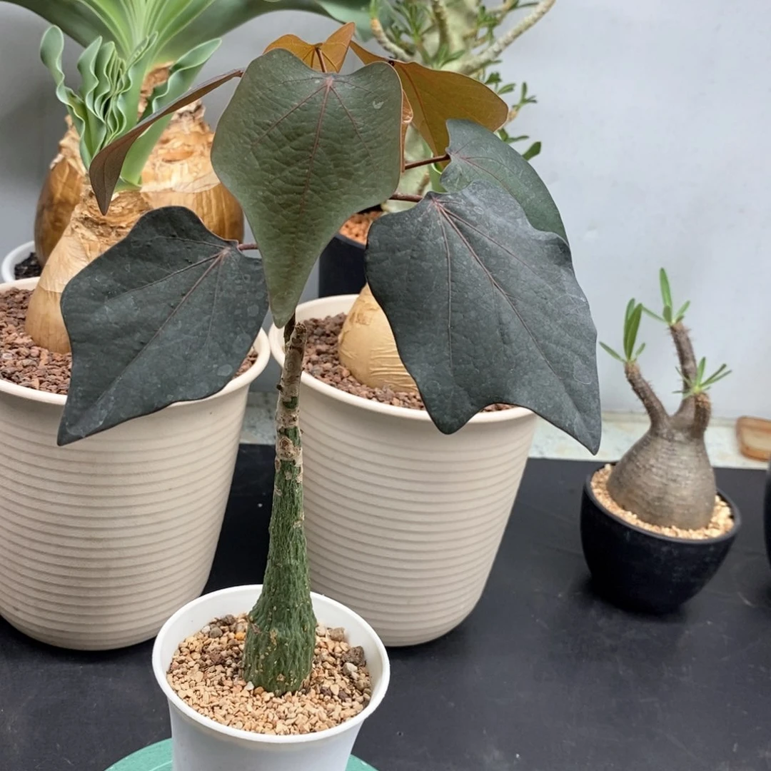红叶西番莲多肉植物