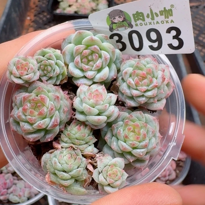 多肉植物多肉植物