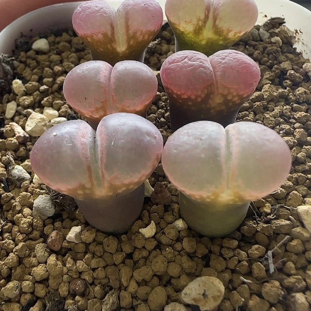 245原株红风铃一盆裸根发货