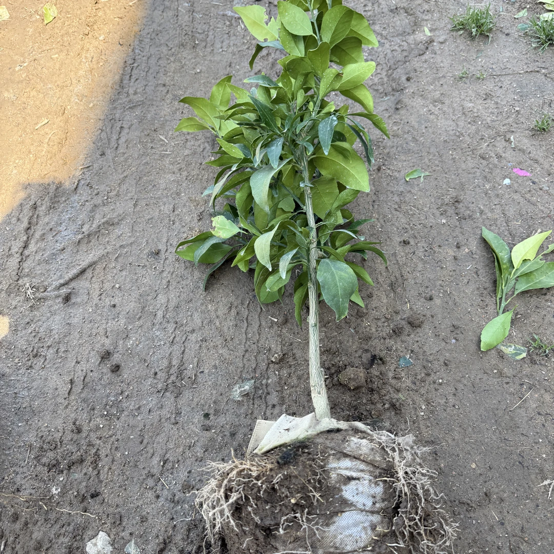 早熟爱媛62号一年杯苗品种纯正两年杯苗现挖安徽发货一叶兰绿植