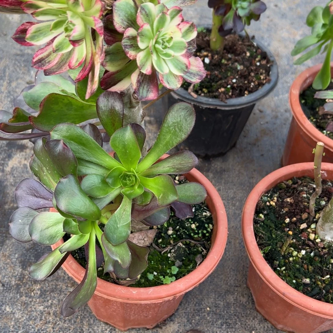 145伯爵嫁接多肉多肉多肉