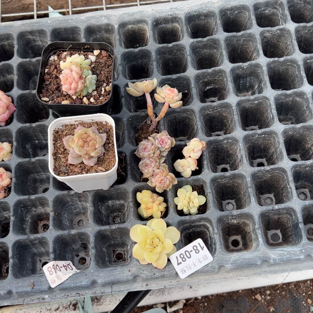 初*見小卡拉米糖心一物一拍18-87