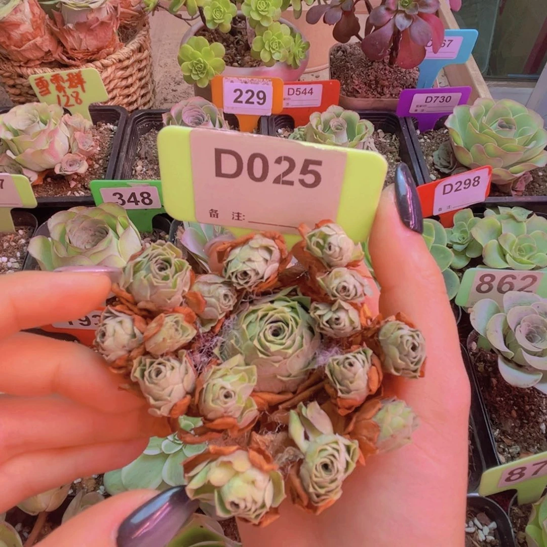 025山地玫瑰绿色