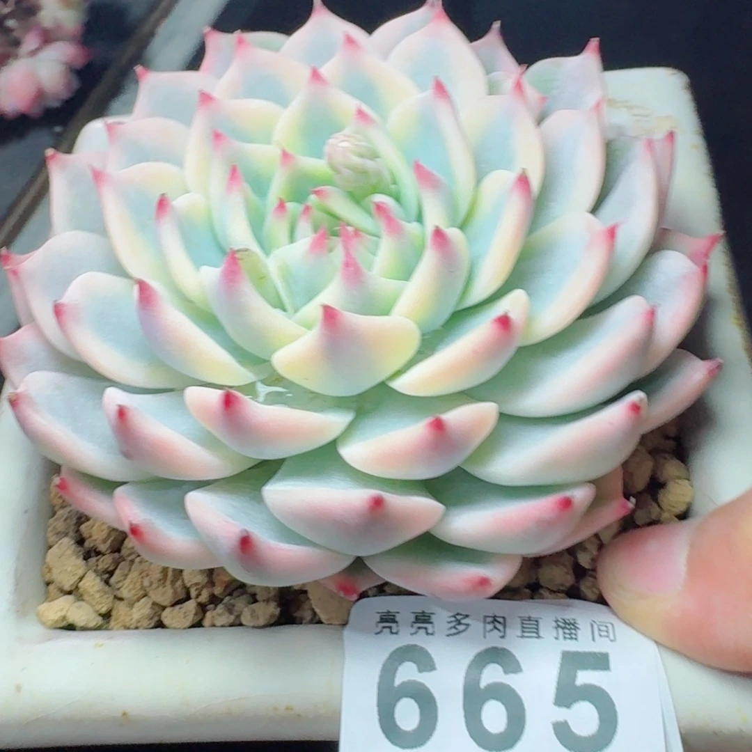 吉娃娃锦      愿你一路坦途，乘风破浪展宏图