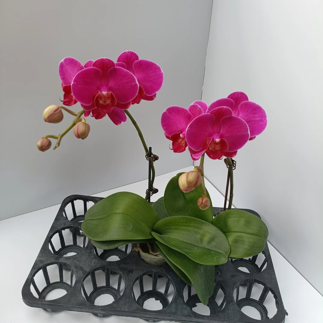 （红豆杉2棵）蝴蝶兰喜庆带花带花苞室内花卉绿植送礼乔迁长花期